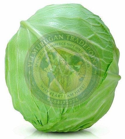 High Quality Green Cabbage