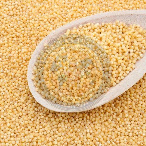 Little Millet Seeds