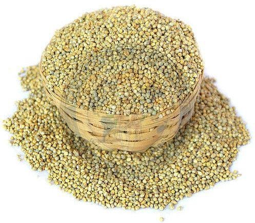 Pearl Millet Seeds