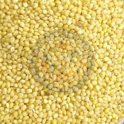 Proso Millet Seeds