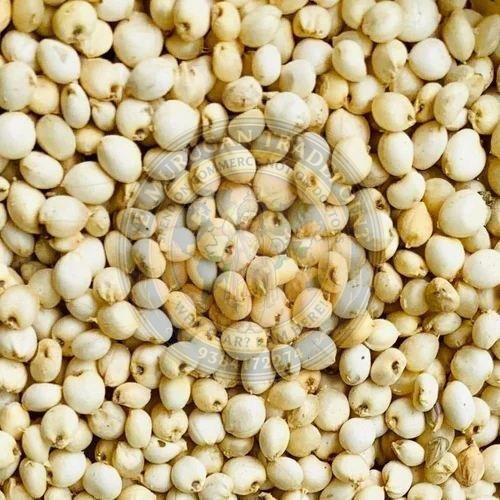 Sorghum Millet Seeds