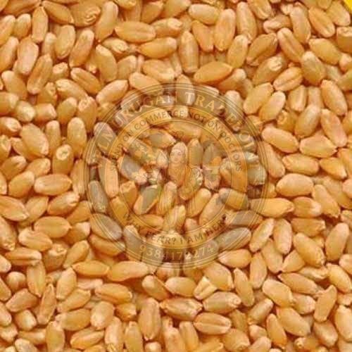 Wheat Grain