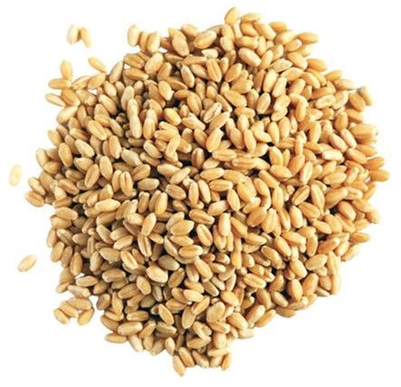 Natural Wheat Grain