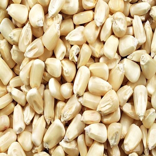 Dried White Maize Seeds