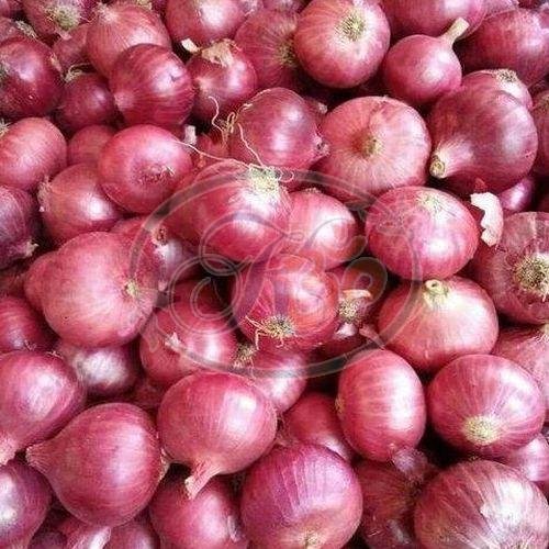 Fresh Onion