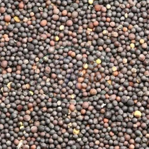 Mustard Seeds