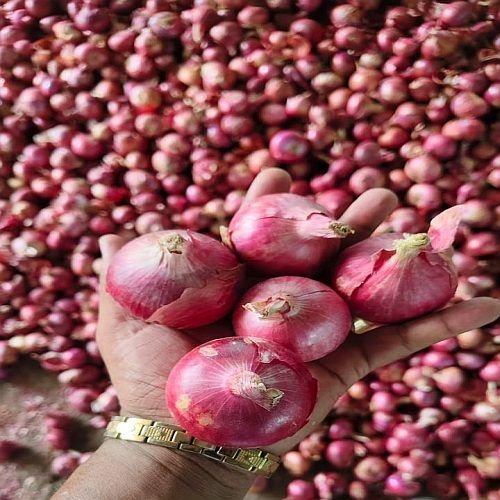 Fresh Nashik Red Onion