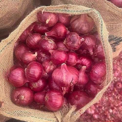 Organic Nashik Red Onion