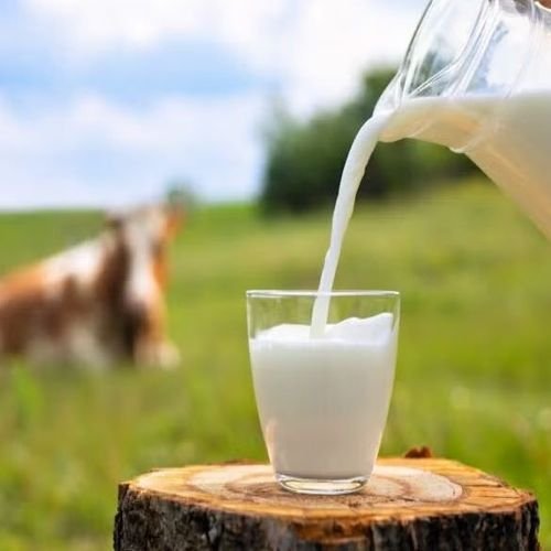 Cow Milk