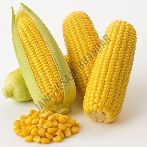 Fresh Sweet Corn