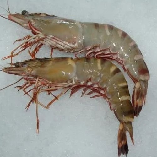 Frozen Black Tiger Shrimp