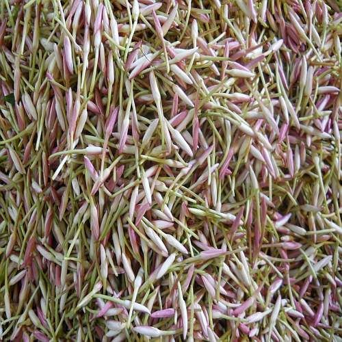 Fresh Jathi Malligai Flower