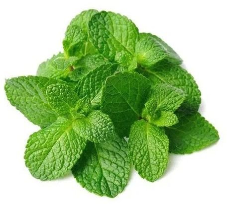 Fresh Mint Leaves