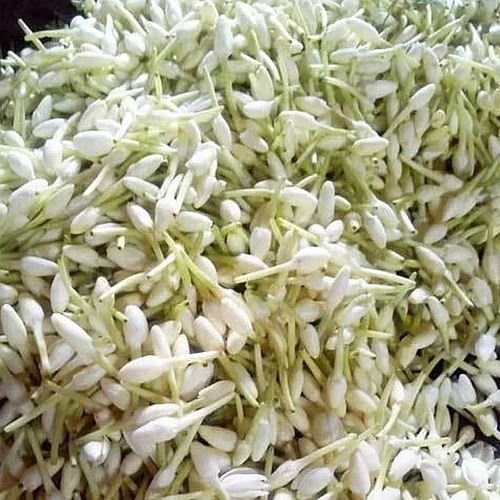 Fresh Mullai Poo Flower
