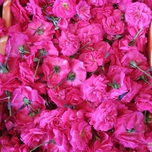 Fresh Paneer Rose Flower