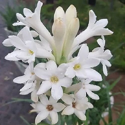 Fresh White Sampangi Flower