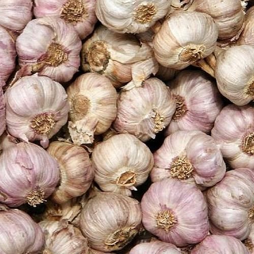 Vellai Poondu Fresh Garlic