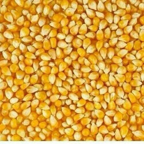 Organic Yellow Maize