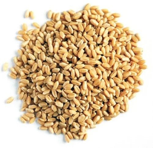 Whole Wheat Seeds