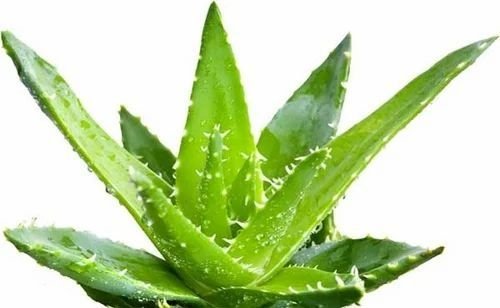 Natural Aloe Vera Leaves