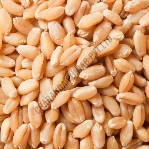 Organic Wheat Grain