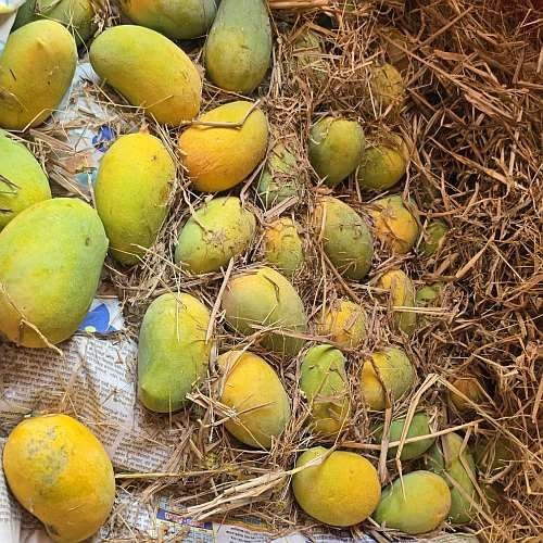 Farm Fresh Kesar Mango