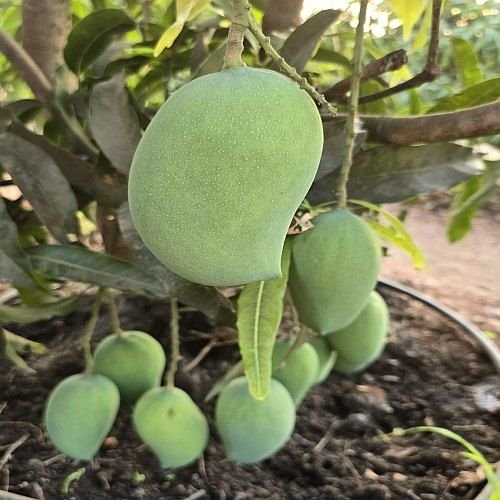 Fresh Raw Kesar Mango