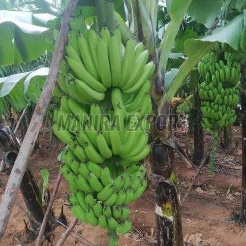 Fresh G9 Green Banana