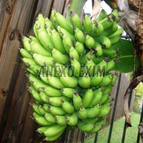 Fresh G9 Banana Fresh G9 Banana