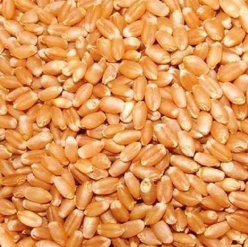 Natural Wheat Grain