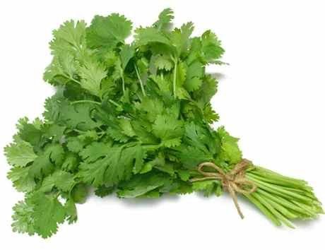 Fresh Coriander Leave