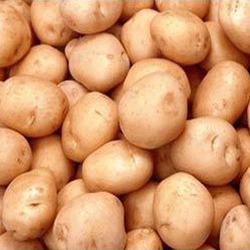 Fresh Atlantic Potato