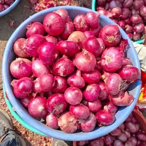 Fresh Nasik Onion
