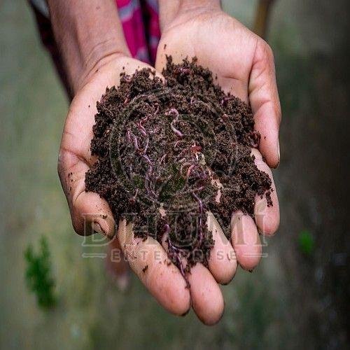 Agriculture Vermicompost