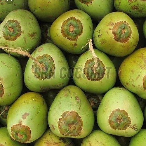 A Grade Tender Coconut