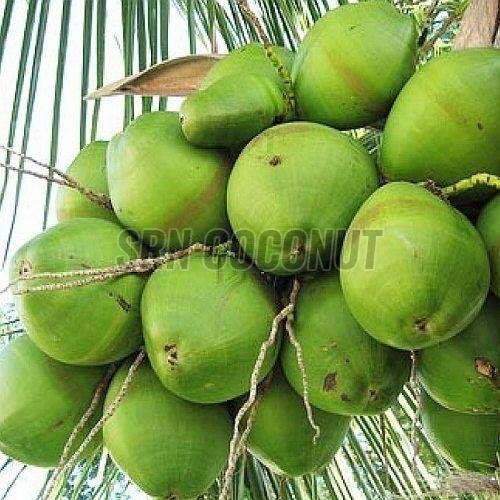 Organic Tender Coconut