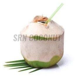 Trimmed Fresh Coconut