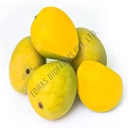 Fresh Alphonso Mango