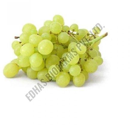 Fresh Green Grapes