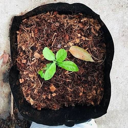 Open Top Grow Bag