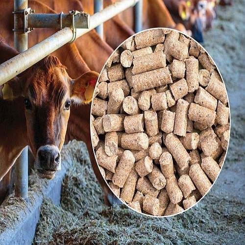 Cattle Feed Pellet