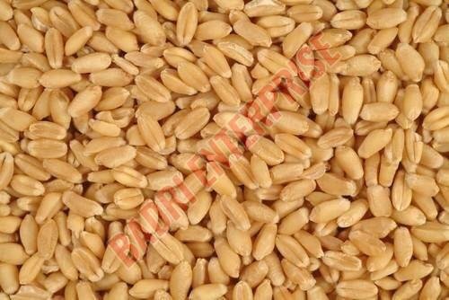 Whole Wheat Seed