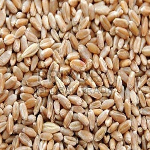 Hard Milling Wheat Grain