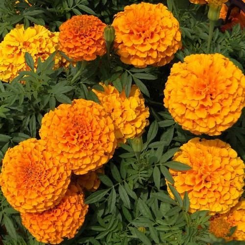 Fresh Yellow Marigold Flowers