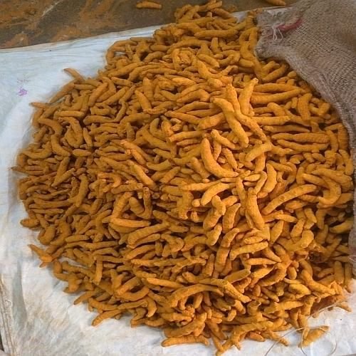 Waigaon Turmeric Finger