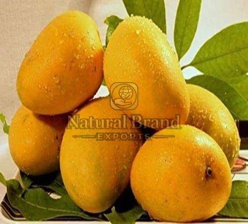 Fresh Kesar Mango