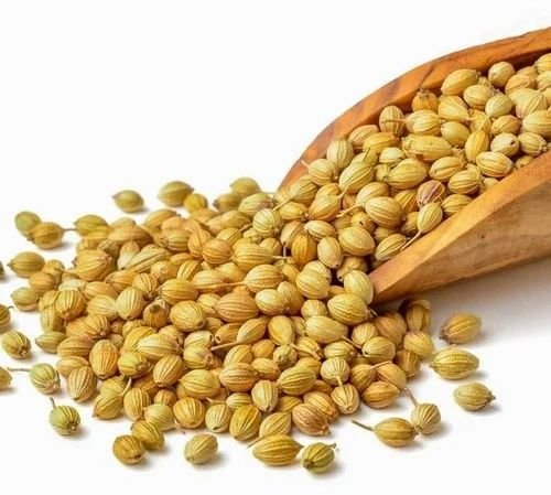 Fresh Coriander Seeds