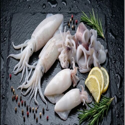 Frozen Squid Fish