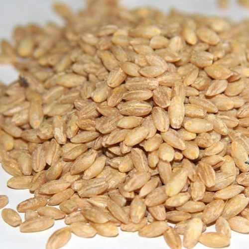 Hulled Barley