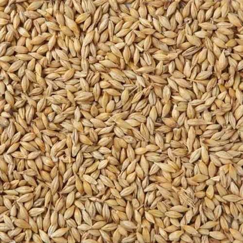Malting Barley